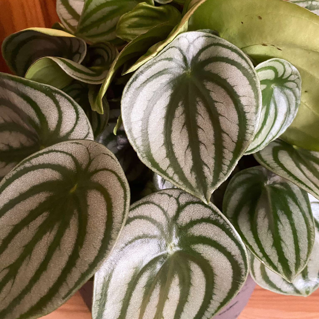 Peperomia Argyreia