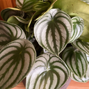 Peperomia Argyreia