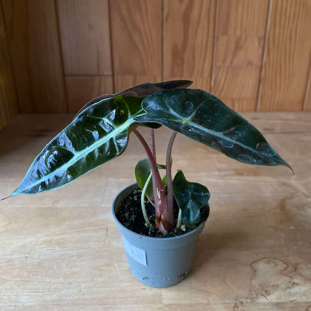 Alocasia Curly Bambino