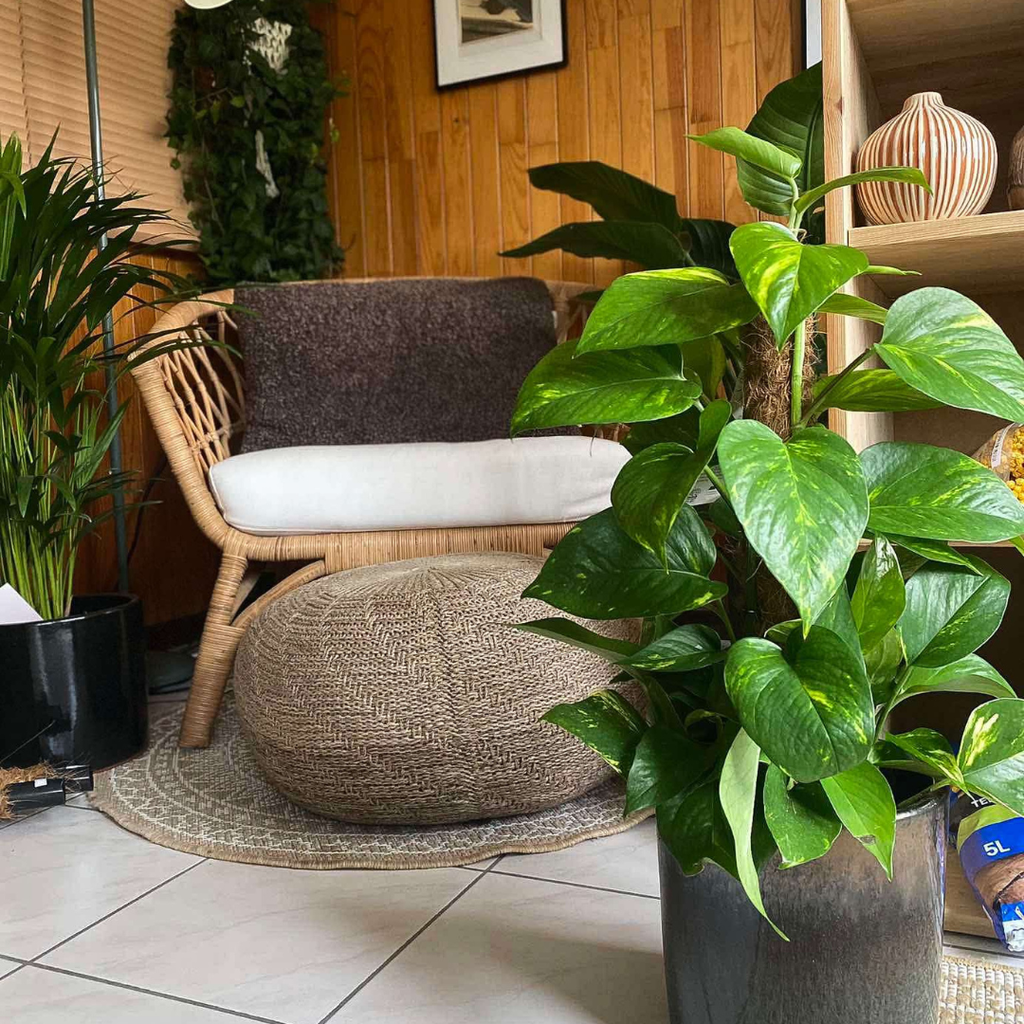 Epipremnum Aureum