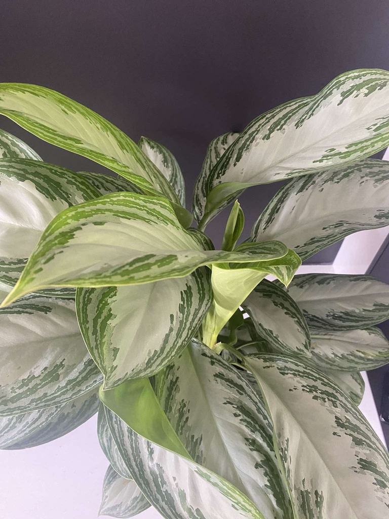 Aglaonema Silver Bay