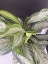 Aglaonema Silver Bay