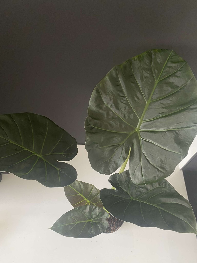 Alocasia Regal Shields