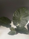 Alocasia Regal Shields