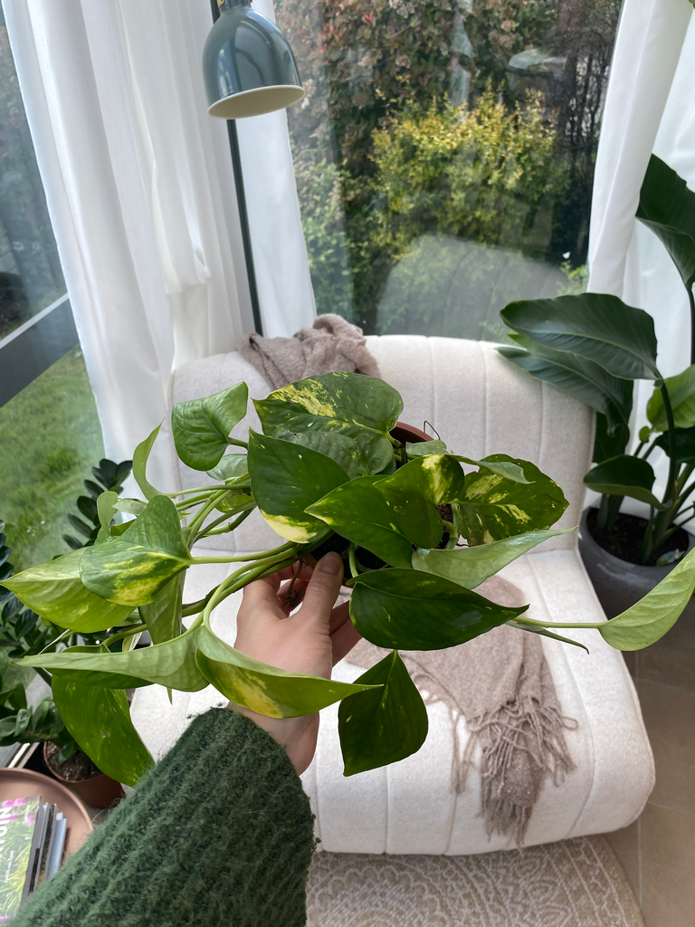 Epipremnum Aureum S