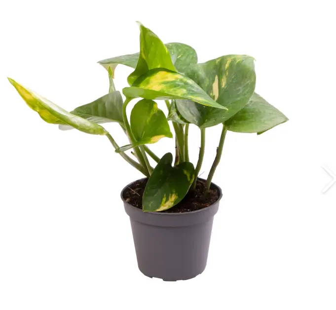Epipremnum Aureum S