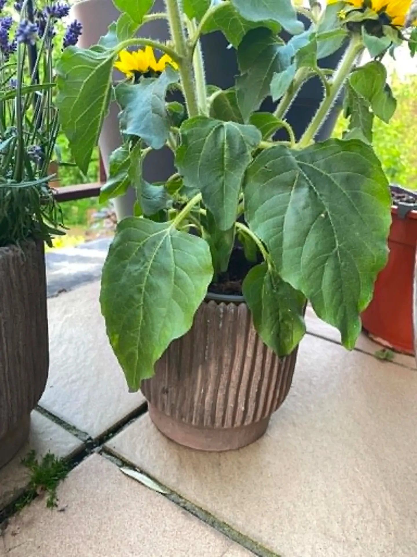 Pot Buiten S