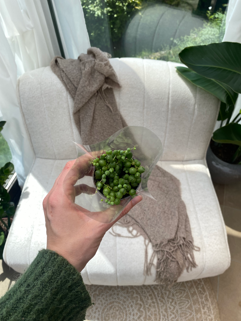 Senecio Rowleyanus XS