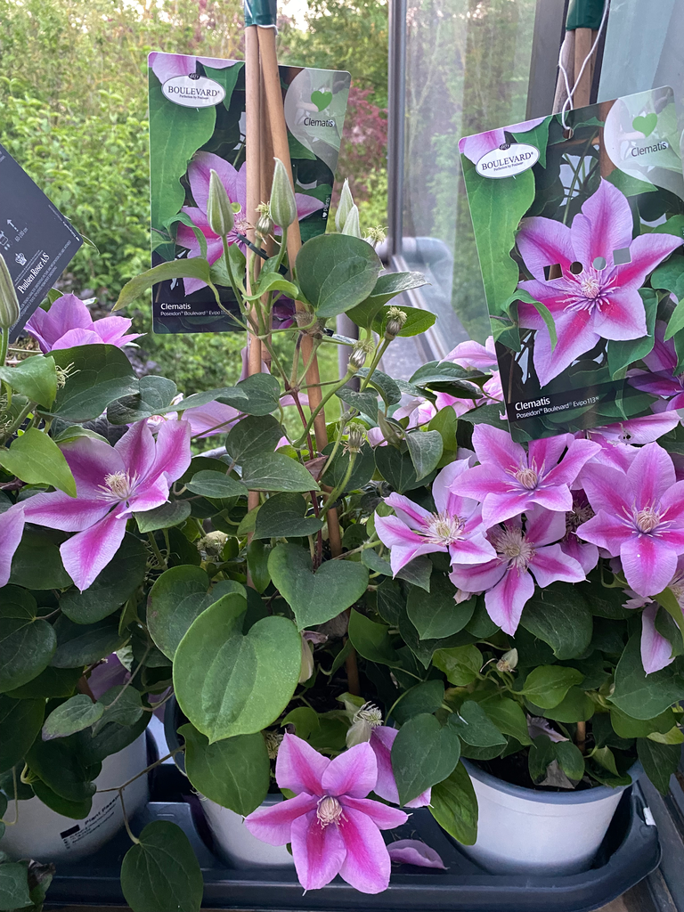Clematis Gemengd