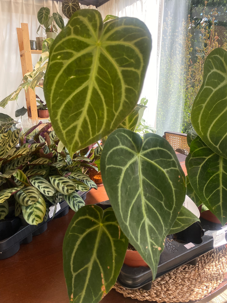 Anthurium Magnificum