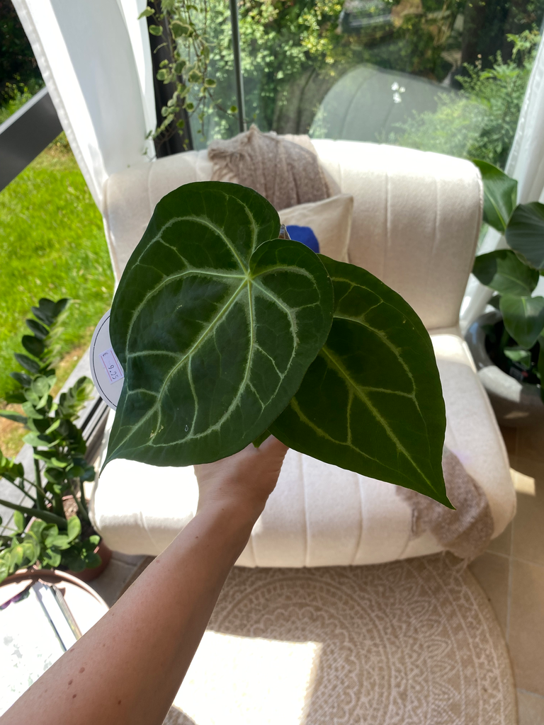 Anthurium Magnificum