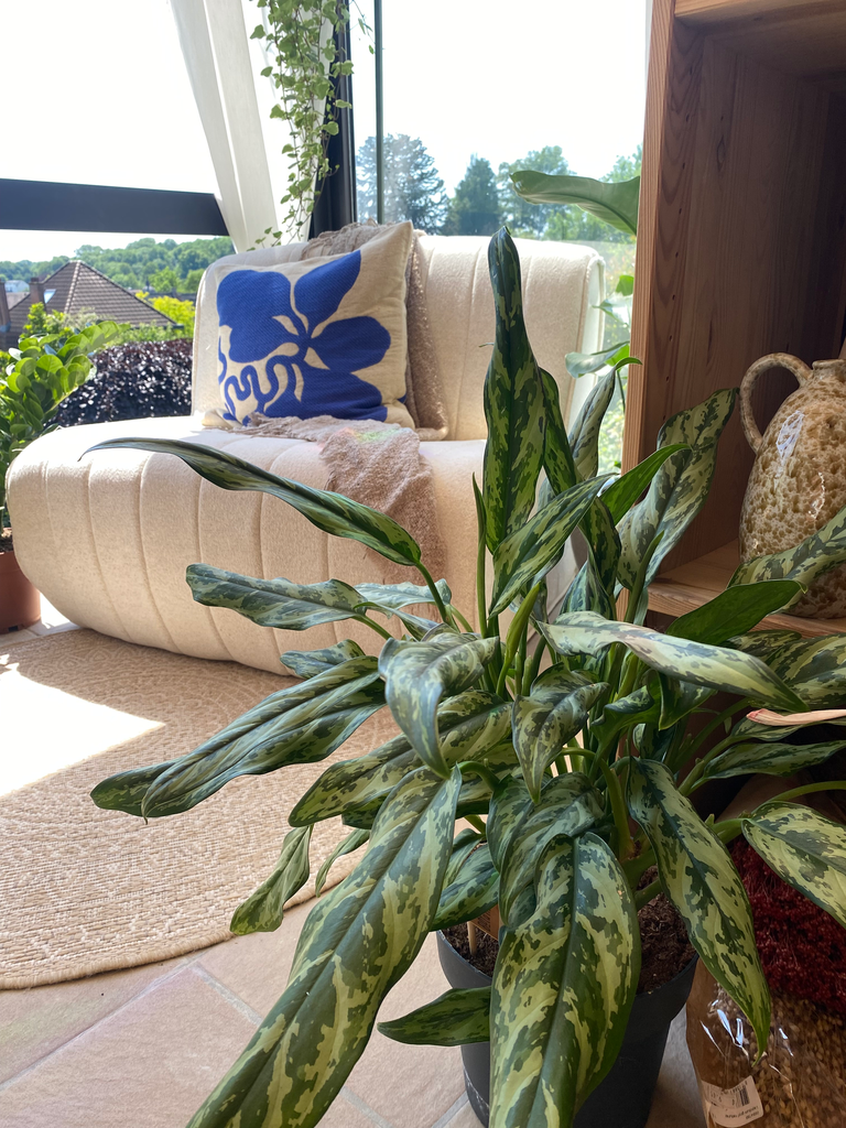 Aglaonema Chantal S