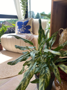 Aglaonema Chantal S
