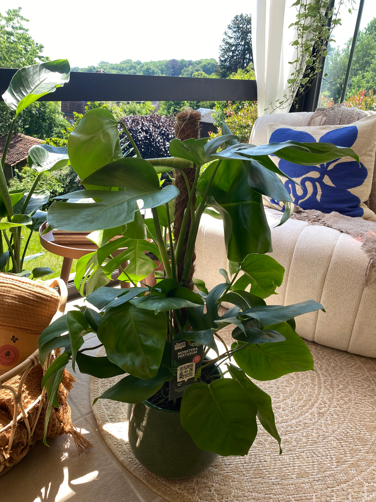 Monstera Pertusum S
