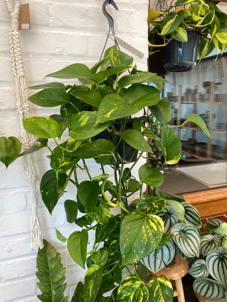 Epipremnum Aureum M