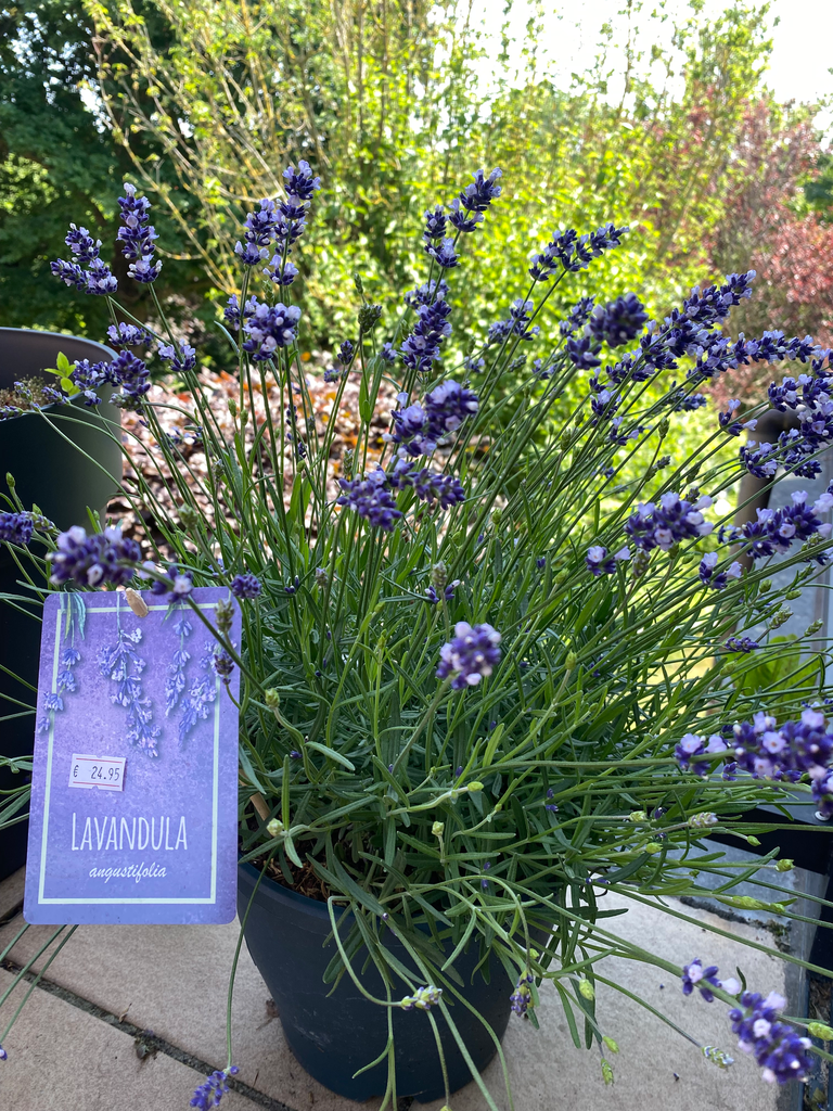 Lavandula Ang Essence