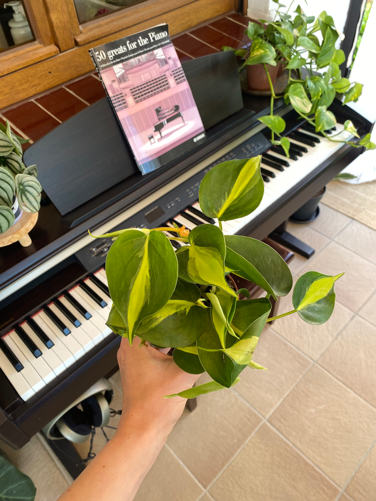 Philodendron Scandens (XS)