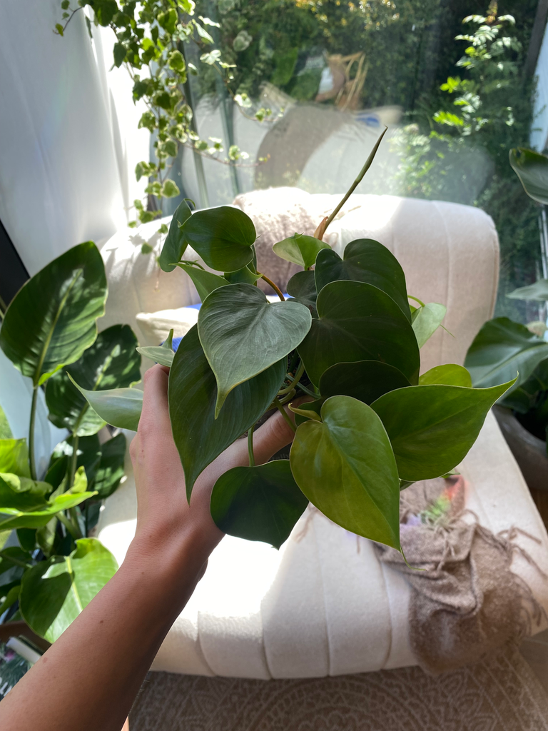 Philodendron Scandens (S)