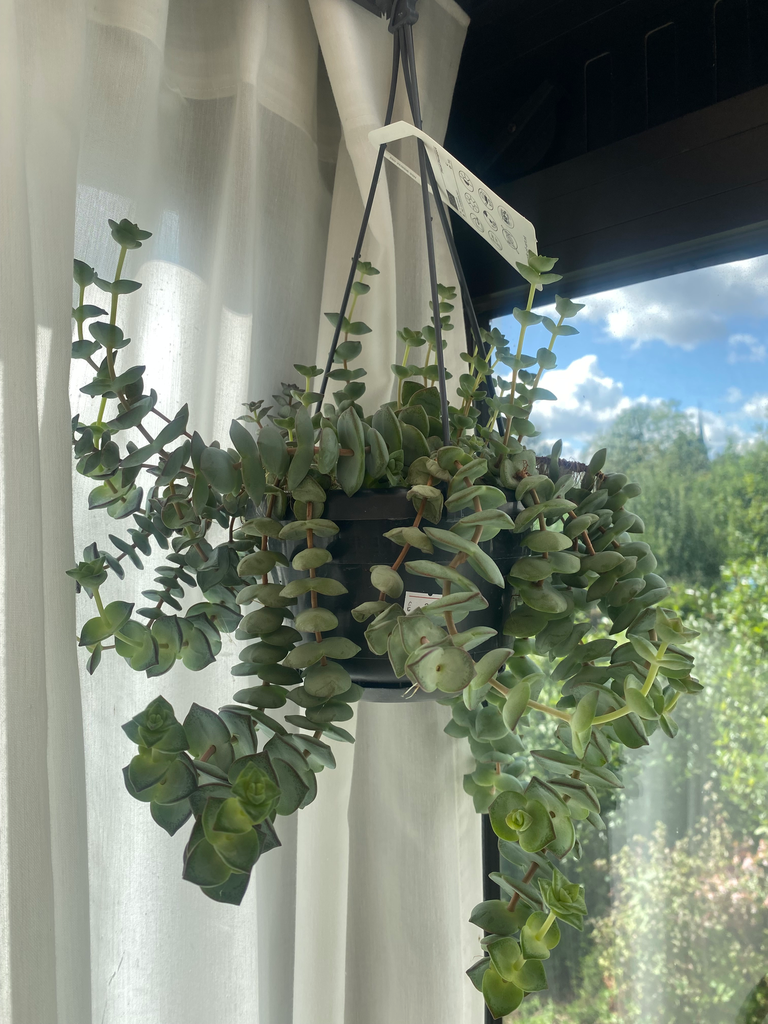 Crassula Hottentot
