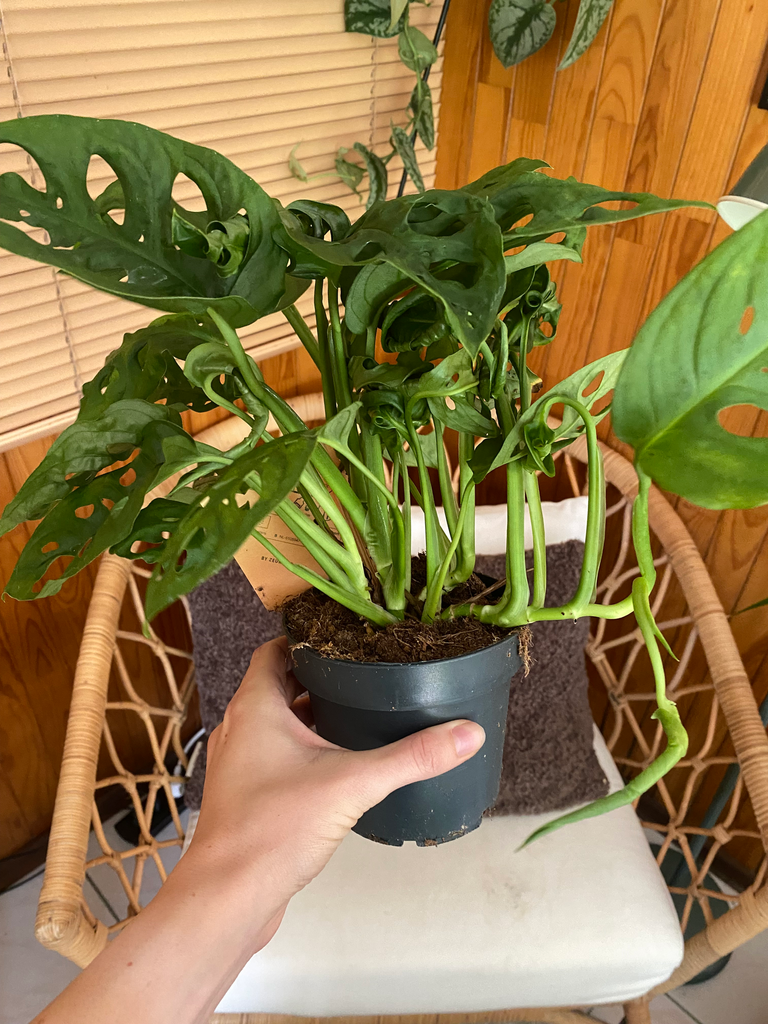 Monstera Adansonii