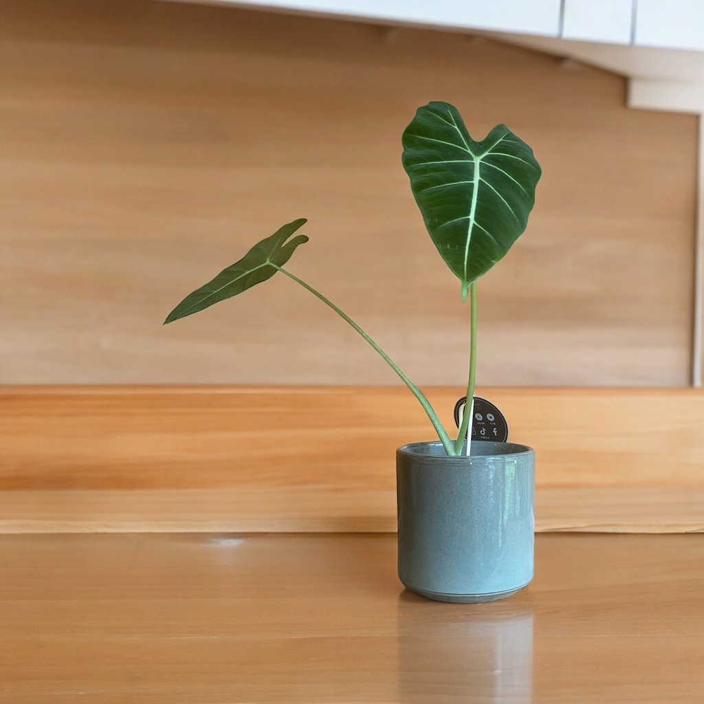 Alocasia Frydek S
