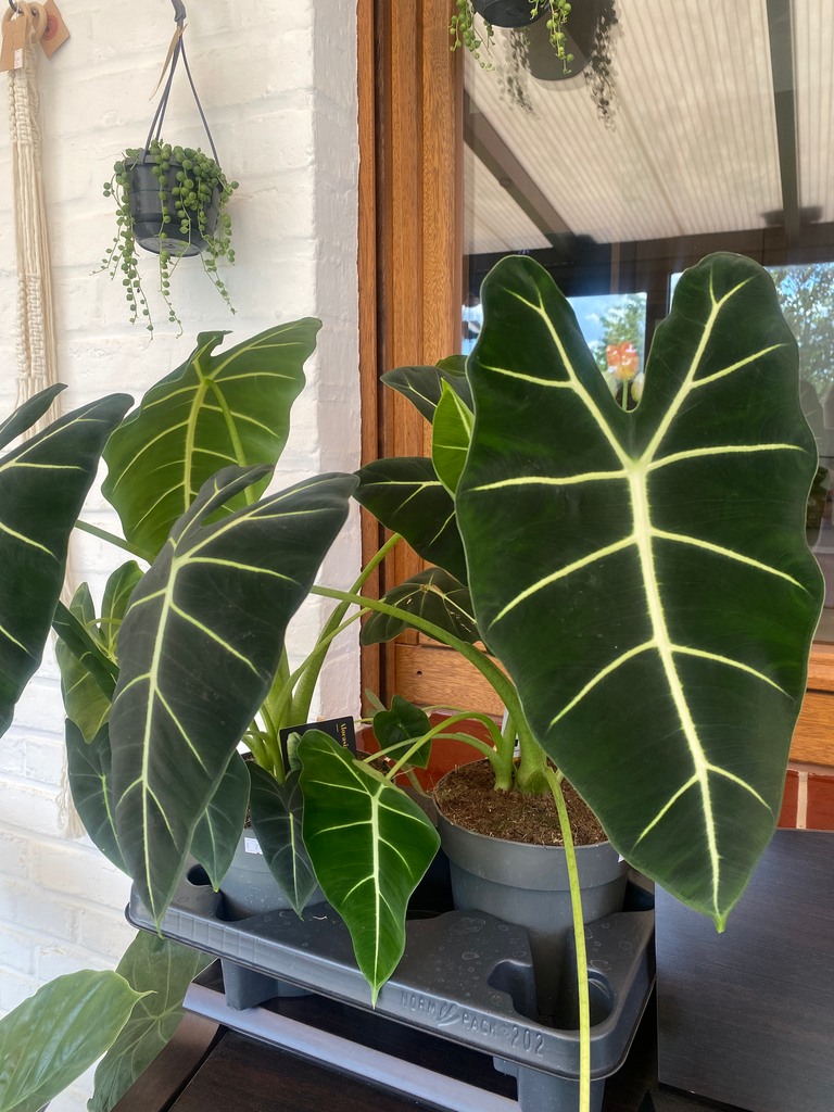 [1038] Alocasia Frydek