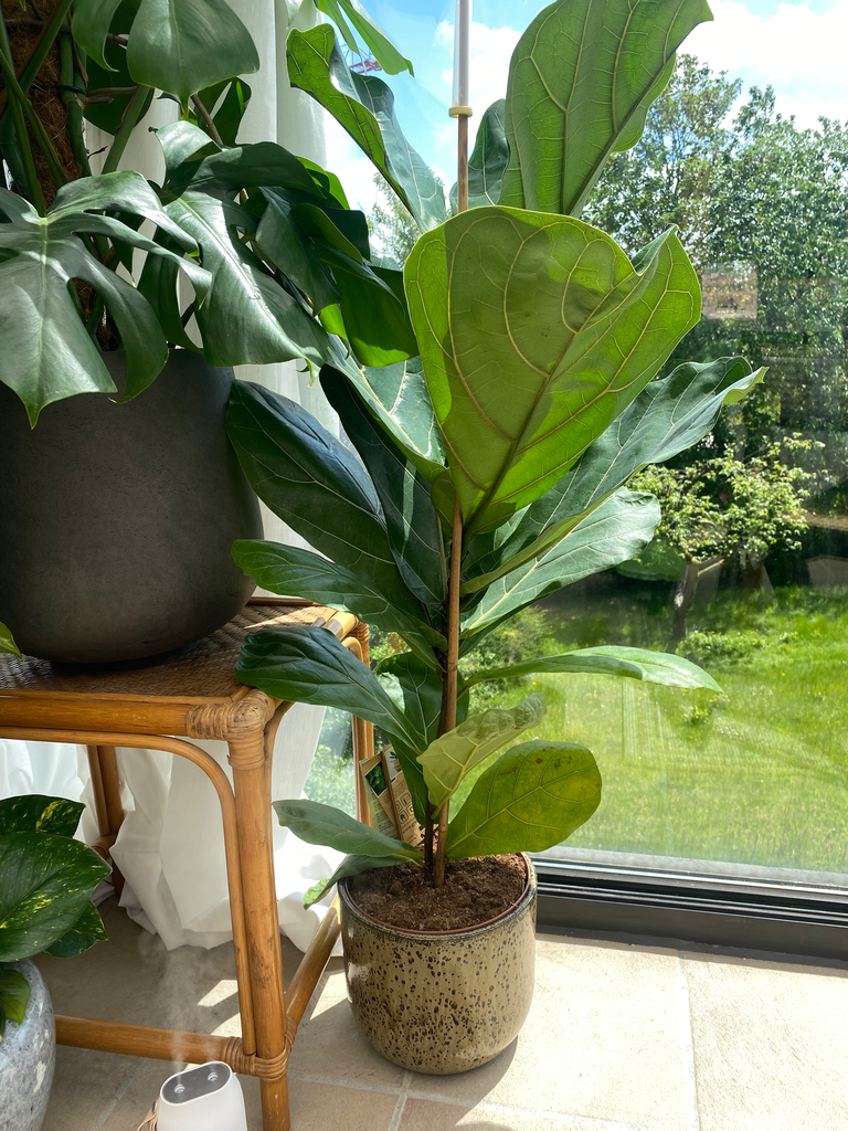 Ficus Lyrata