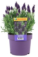 Lavandula Stoech Anouk