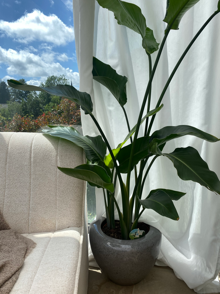 Strelitzia Nicolai 140 cm