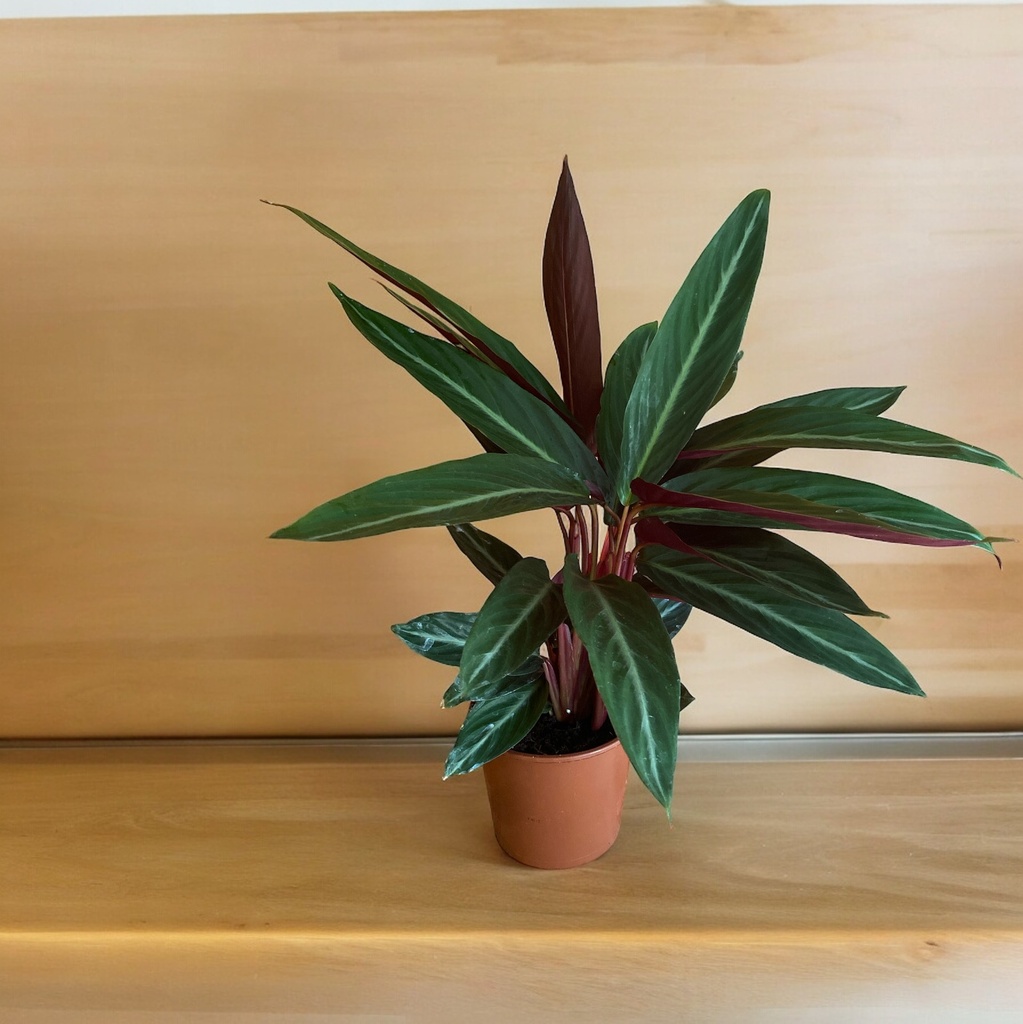 Calathea Stripestar