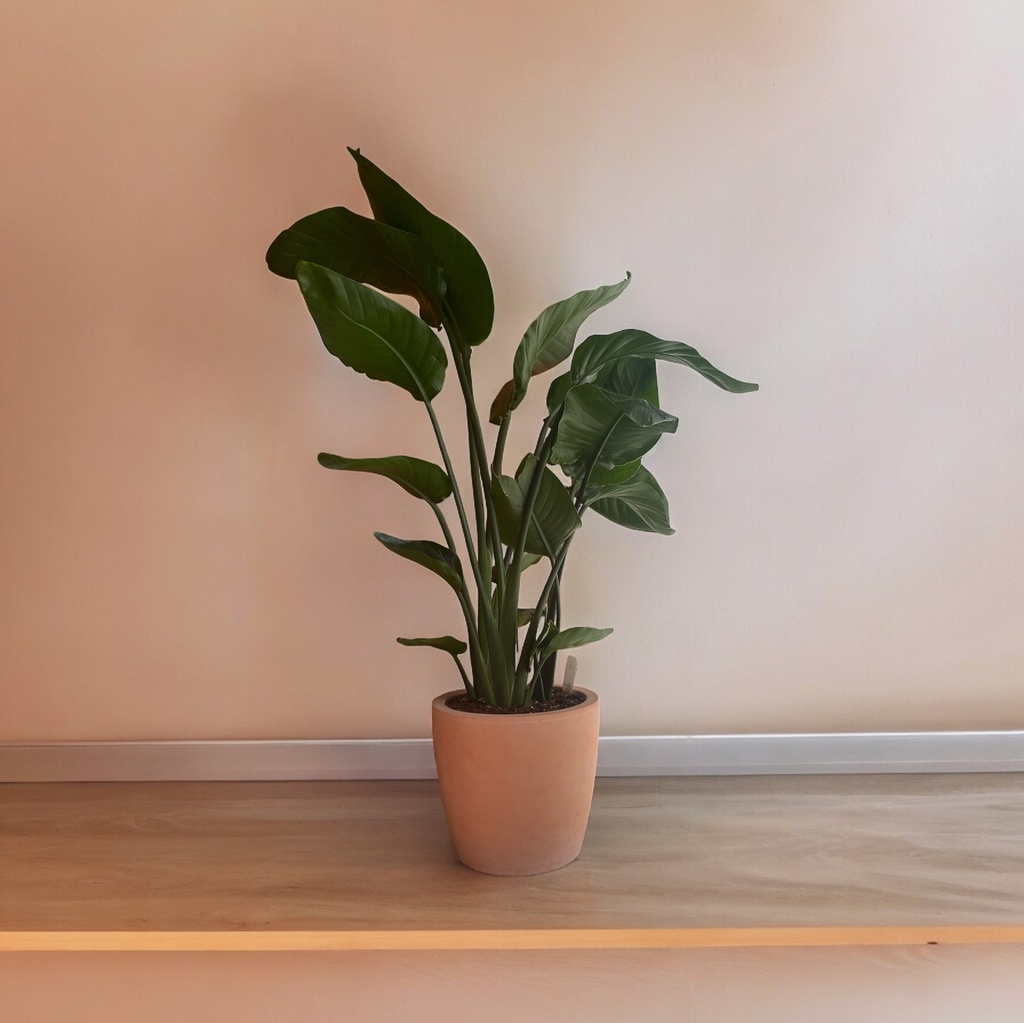 Strelitzia Nicolai 105 cm