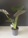 Alocasia Regal Shields