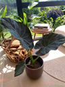 Alocasia Regal Shields