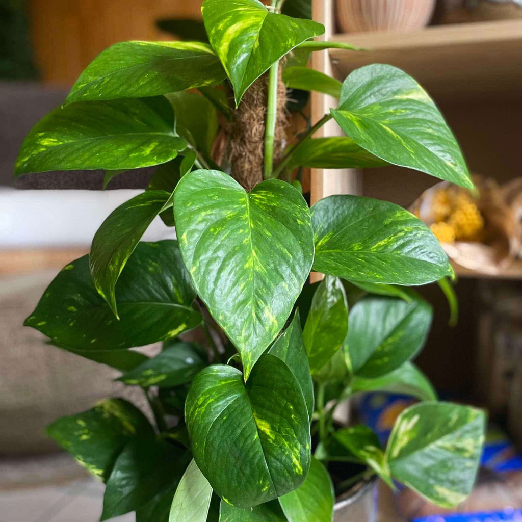 [1088] Epipremnum Aureum