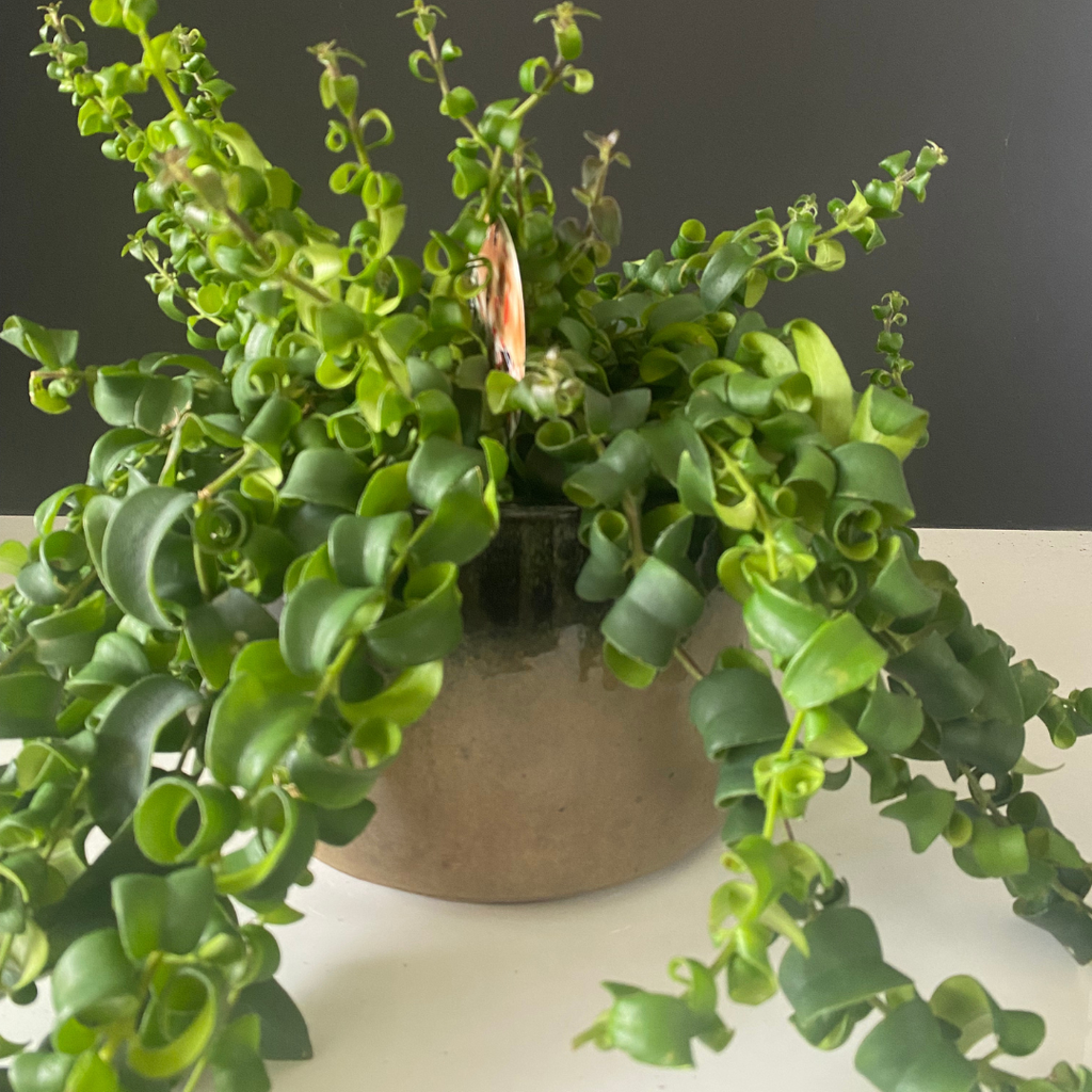 [2082] Pot Planter Bruin