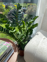 Zamioculcas Zamiifolia
