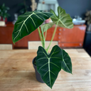 Alocasia Micholitziana
