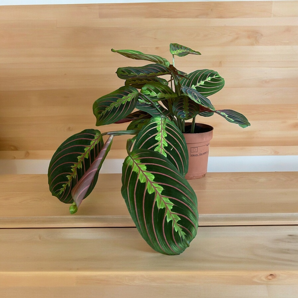 [1018] Maranta Fascinator