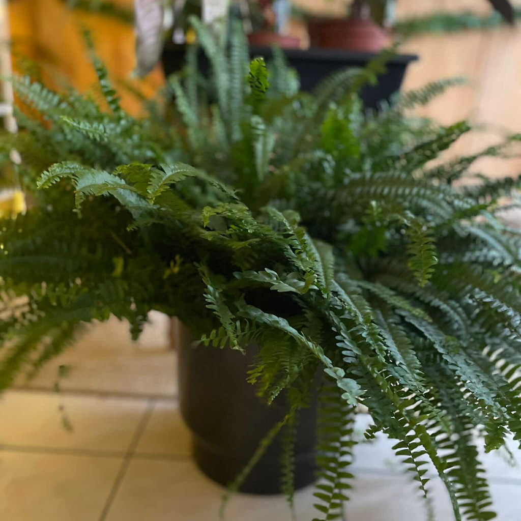 Nephrolepis Green Lady