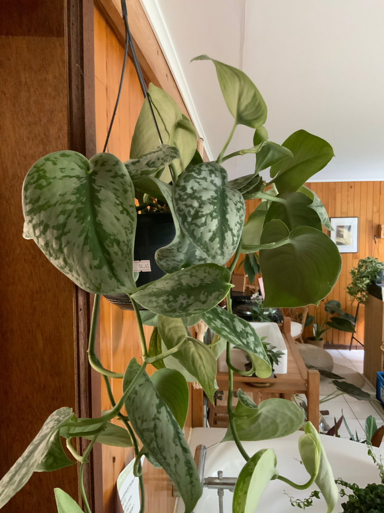 Scindapsus Pictus
