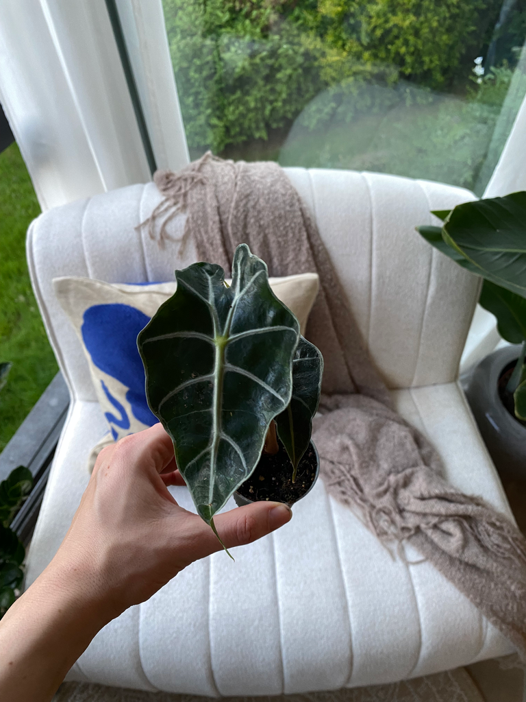 Alocasia Curly Bambino