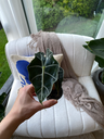 Alocasia Curly Bambino