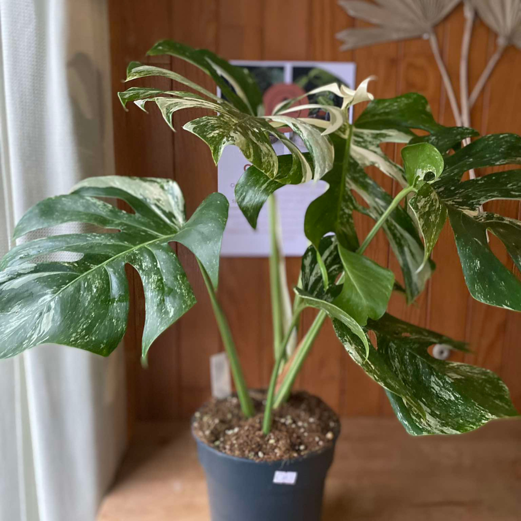 Monstera Deliciosa Variegata