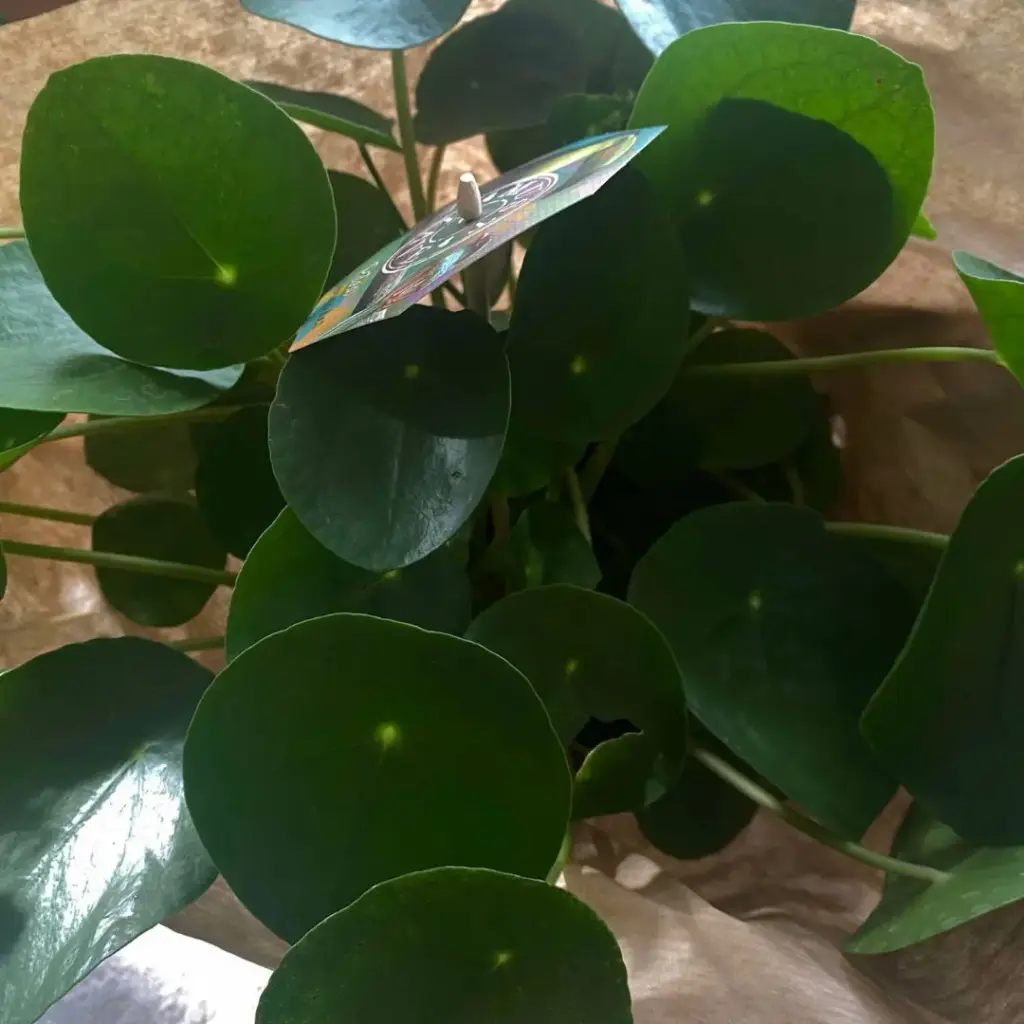 Pilea Peperomioides