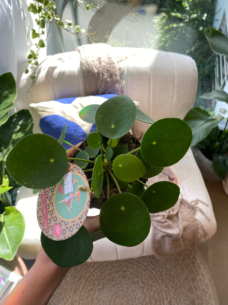 Pilea Peperomioides