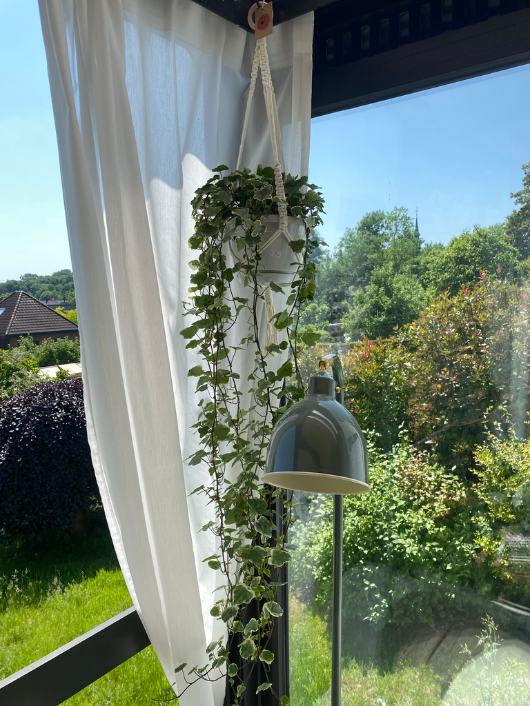 Hedera White Wonder