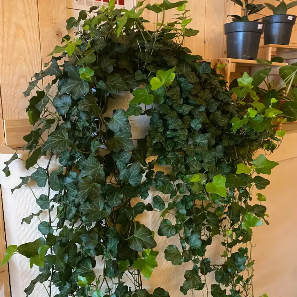 Hedera Wonder