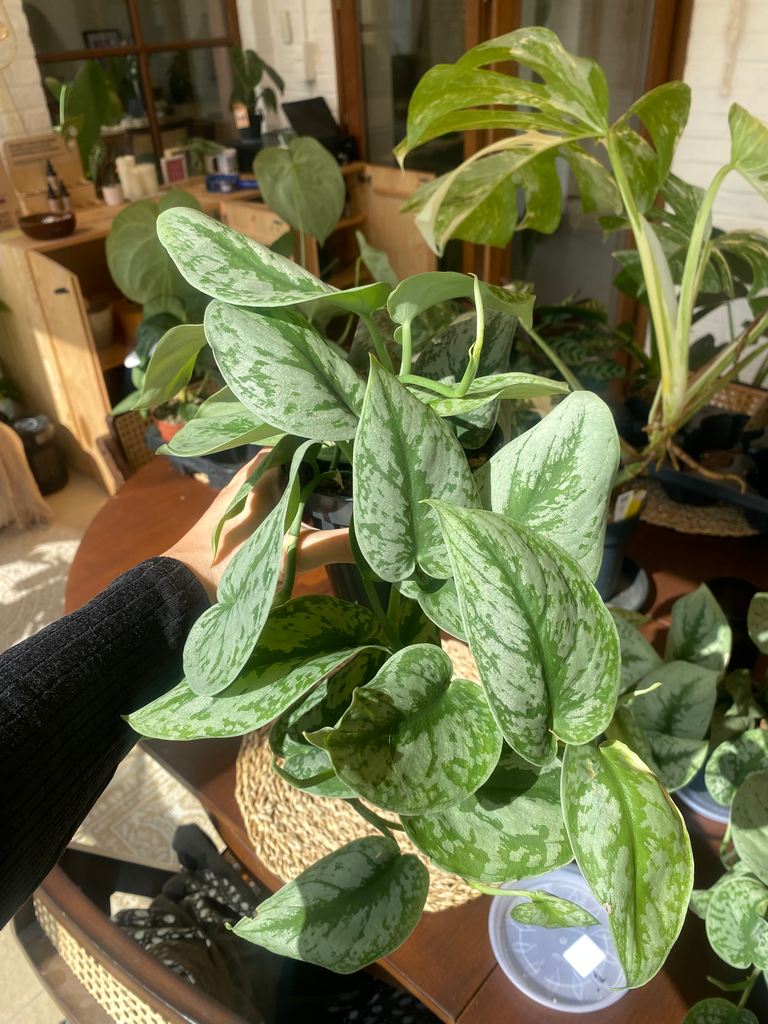 Scindapsus Trebie