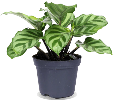 Calathea Freddie