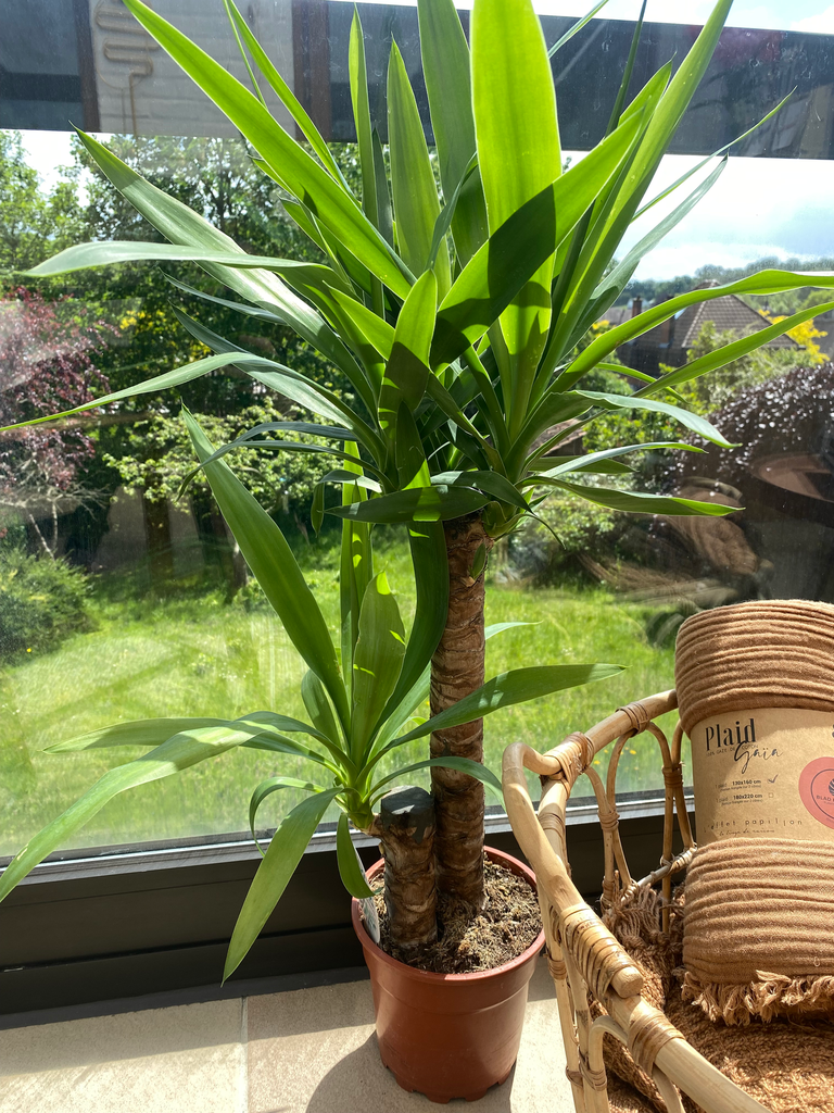 Yucca